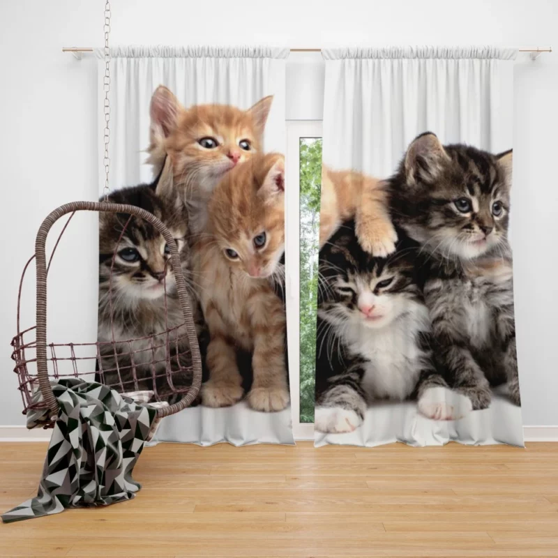 Adorable Kitten Duo Feline Love Curtain