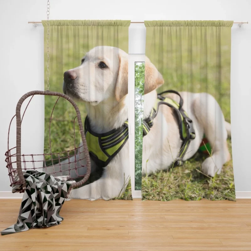 Adorable Labrador Pup Innocent Whimsy Curtain