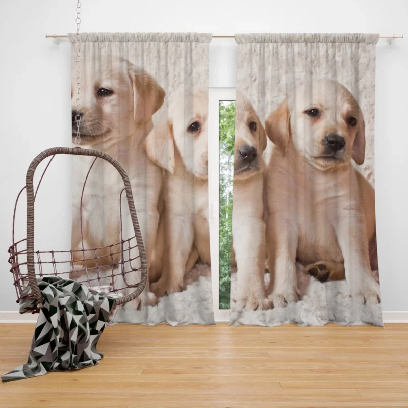 Adorable Labrador Puppies Furry Cuteness Curtain