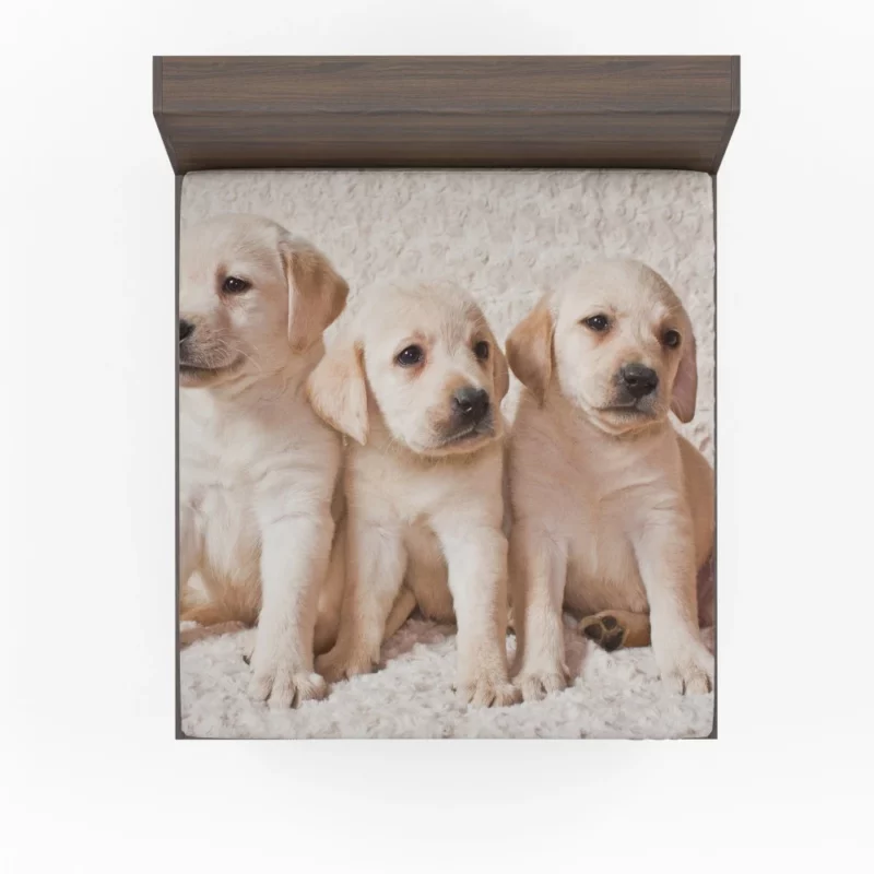 Adorable Labrador Puppies Furry Cuteness Fitted Sheet 1