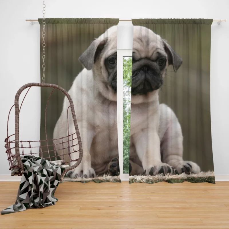 Adorable Play Pug Antics Curtain