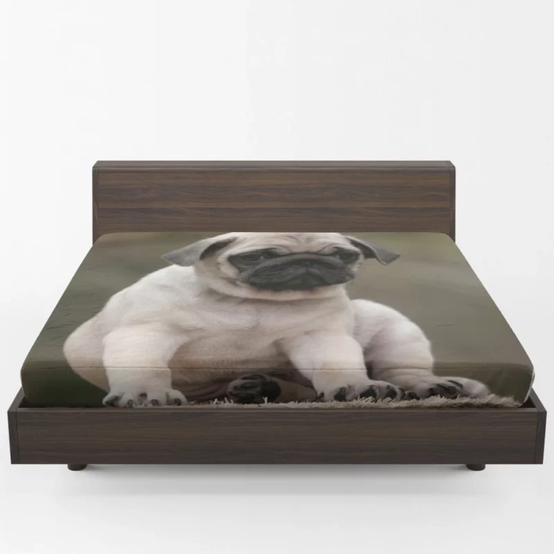 Adorable Play Pug Antics Fitted Sheet