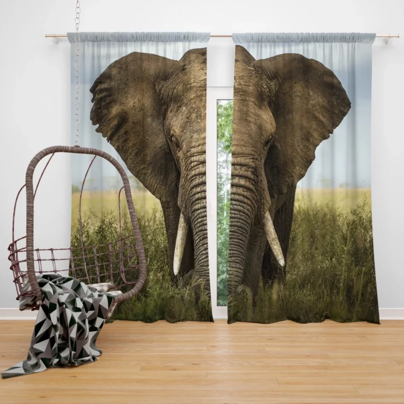 African Bush Elephant Grazing Serenity Curtain