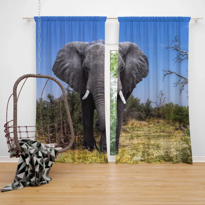 African Bush Elephant Majestic Grace Curtain