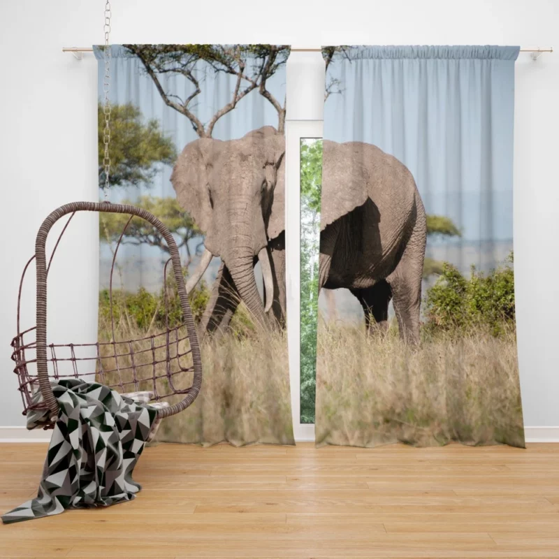 African Bush Elephant Regal Presence Curtain