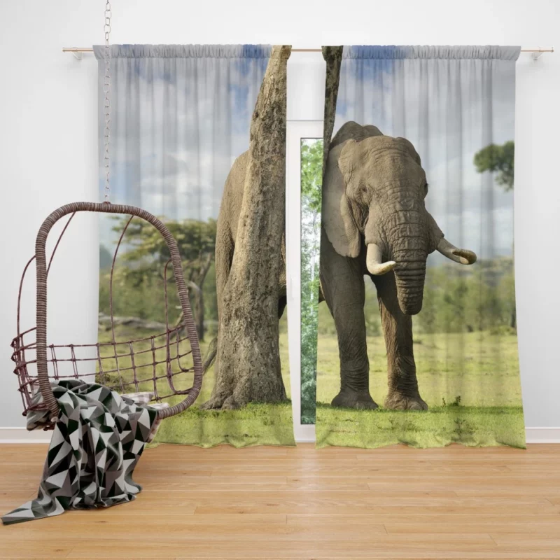 African Bush Elephant Wild Majesty Curtain