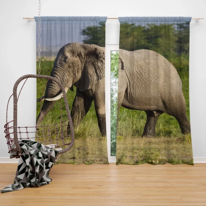 African Bush Elephant Wilderness Majesty Curtain