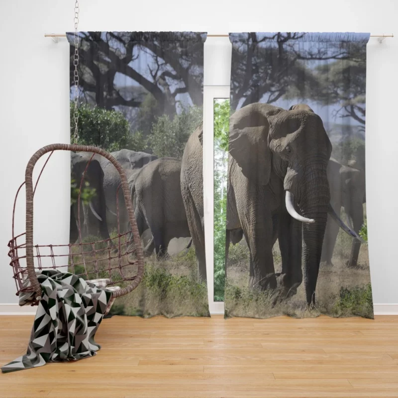 African Elephant Enigmatic Grace Curtain