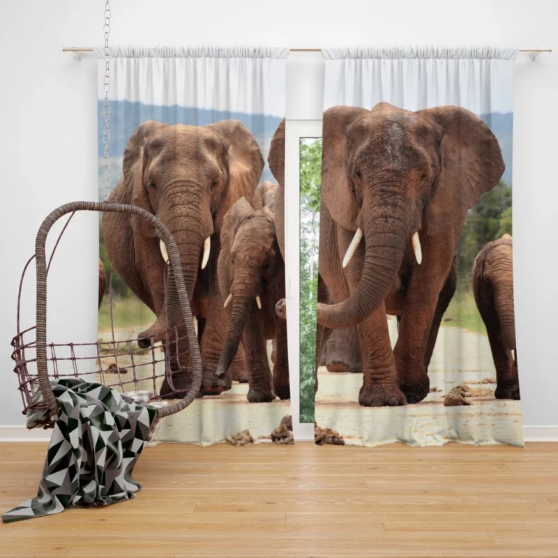 African Elephant Family Curtain