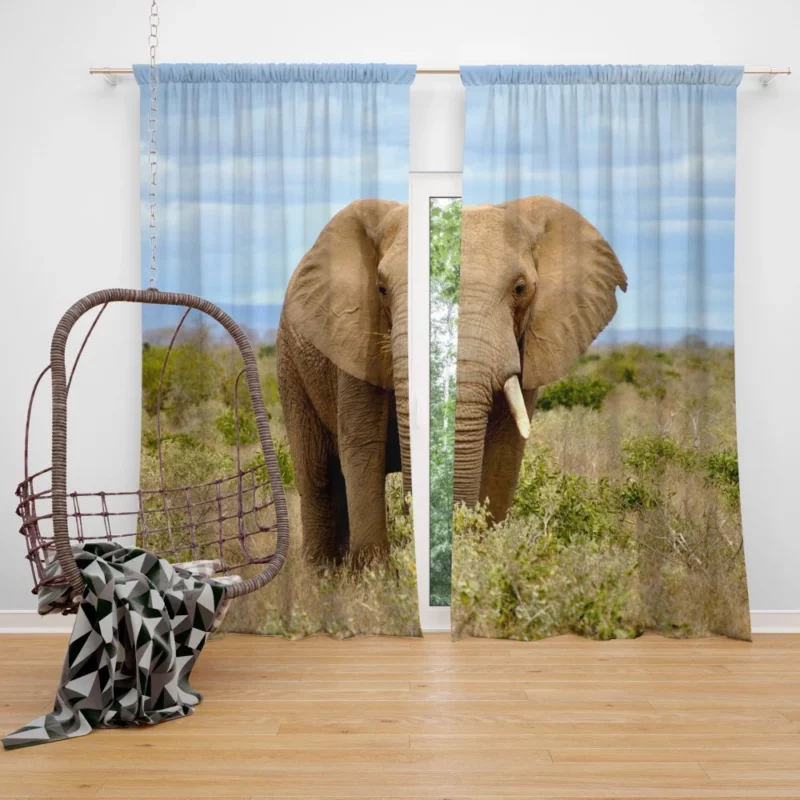 African Elephant in Bush Savanna Majesty Curtain