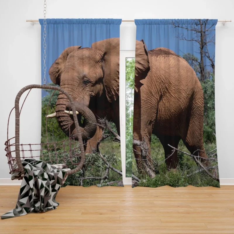 African Elephant in Natural Glory Curtain