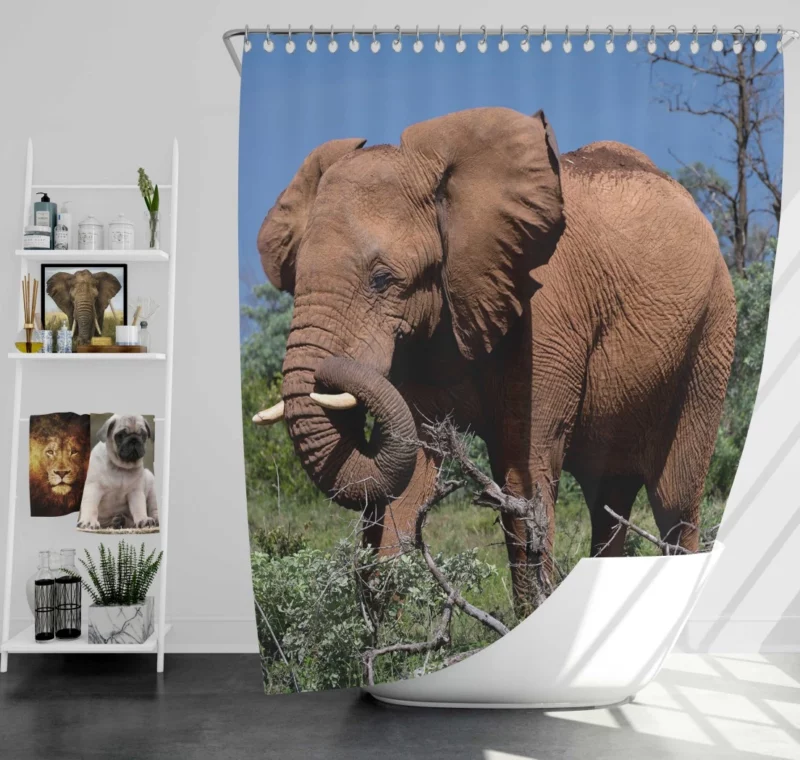 African Elephant in Natural Glory Shower Curtain