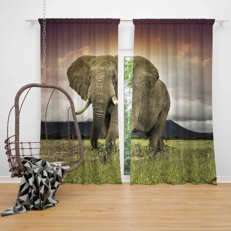 African Elephant in Savannah Majestic Wildlife Curtain