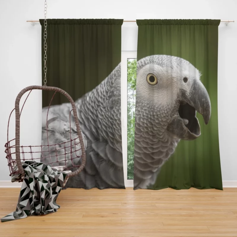 African Grey Parrot Clever Companion Feathered Friend Curtain