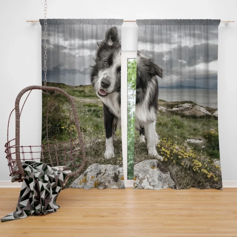 Agile Border Collie Energetic Spirit Curtain