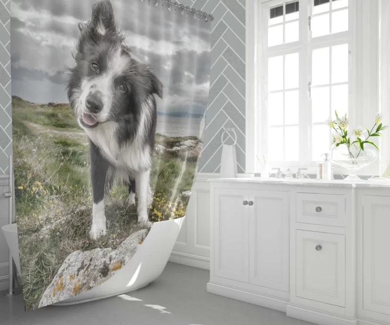 Agile Border Collie Energetic Spirit Shower Curtain 1