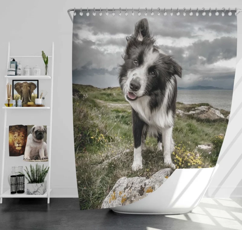 Agile Border Collie Energetic Spirit Shower Curtain