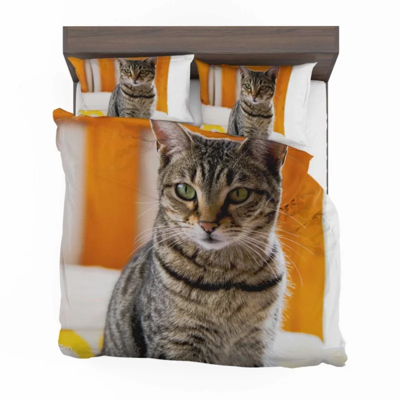 Ailing Kitty Worry in Whiskers Bedding Set 1