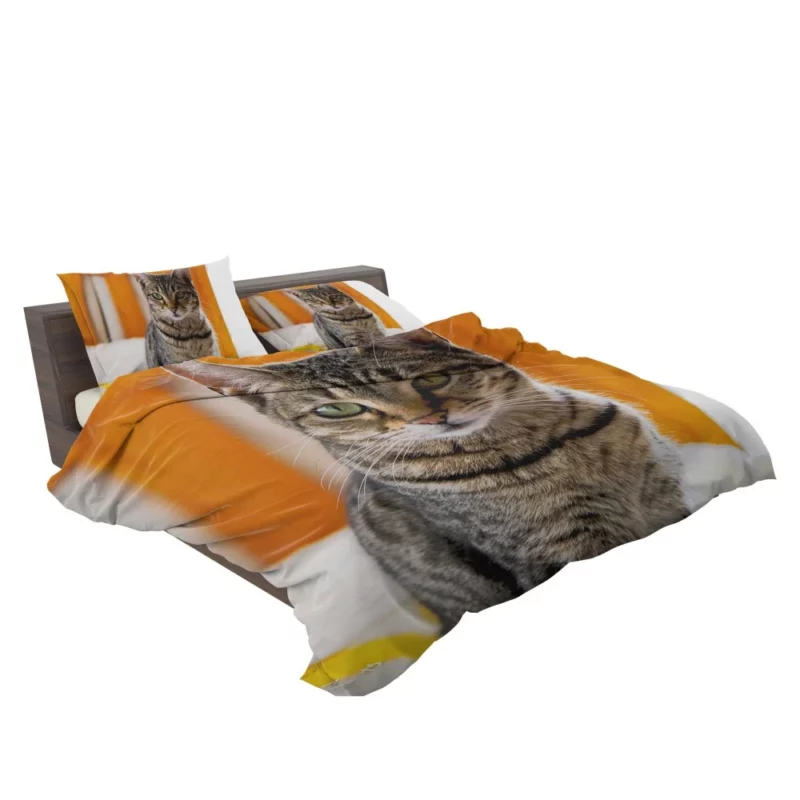 Ailing Kitty Worry in Whiskers Bedding Set 2