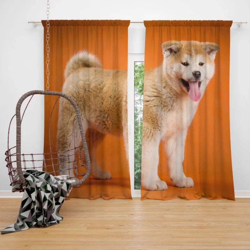 Akita Noble Demeanor Loyal Guardian Curtain