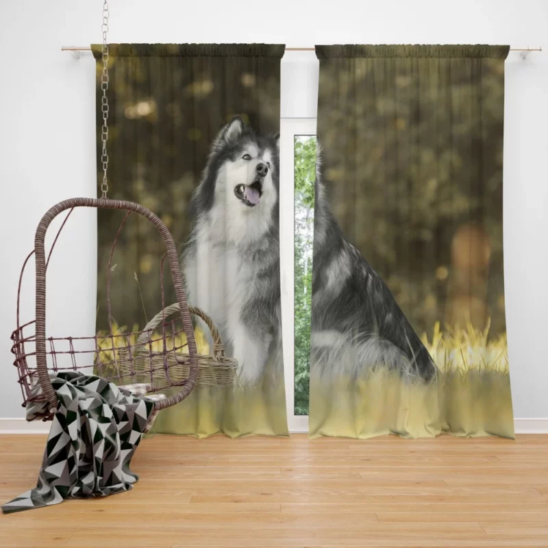 Alaskan Malamute Playful Spirit Curtain