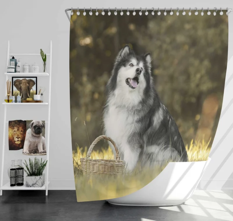 Alaskan Malamute Playful Spirit Shower Curtain