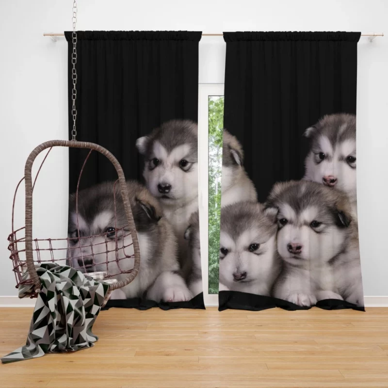 Alaskan Malamute Puppy Captivating Charm Curtain