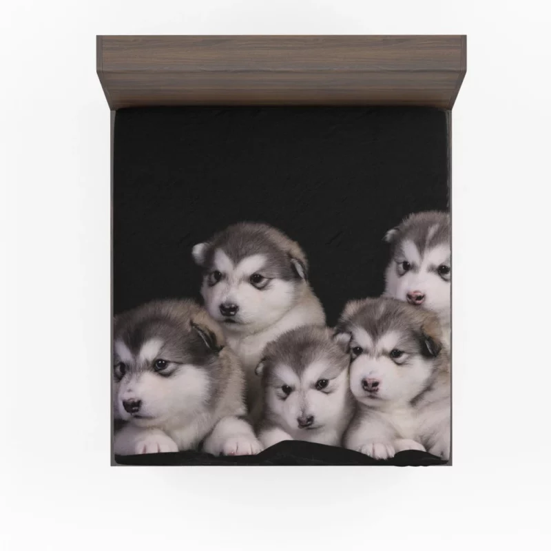 Alaskan Malamute Puppy Captivating Charm Fitted Sheet 1