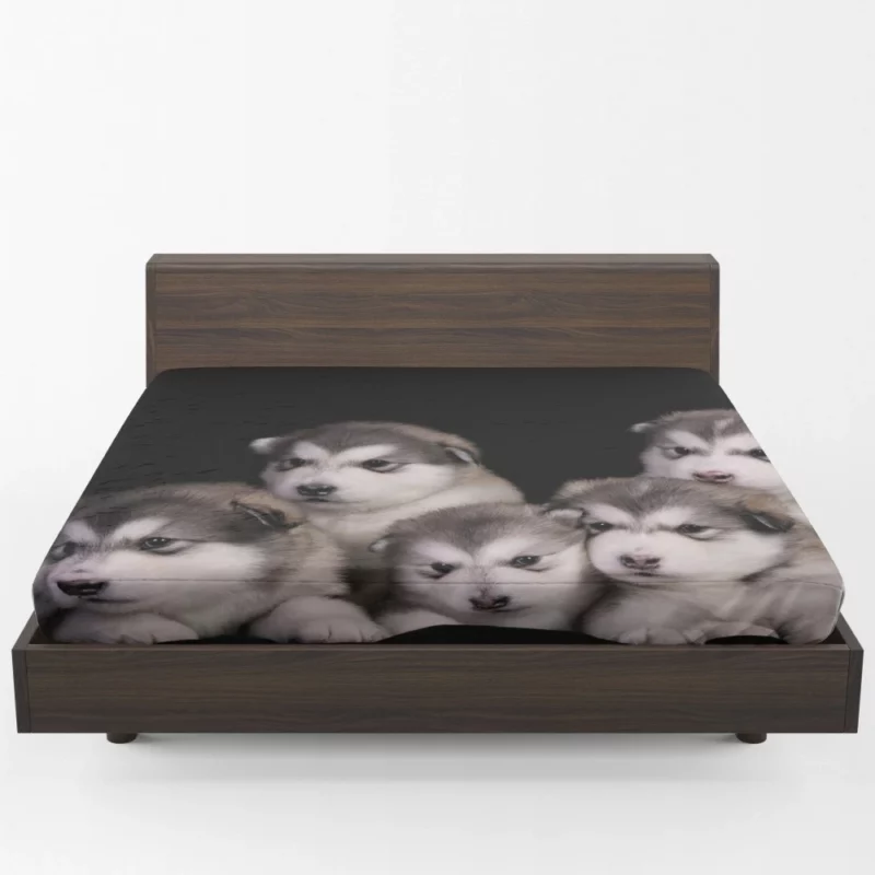 Alaskan Malamute Puppy Captivating Charm Fitted Sheet