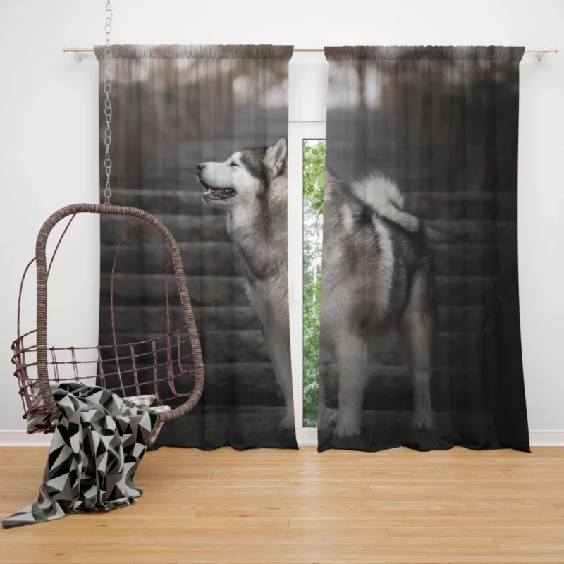 Alaskan Malamute Staircase Sojourn Curtain