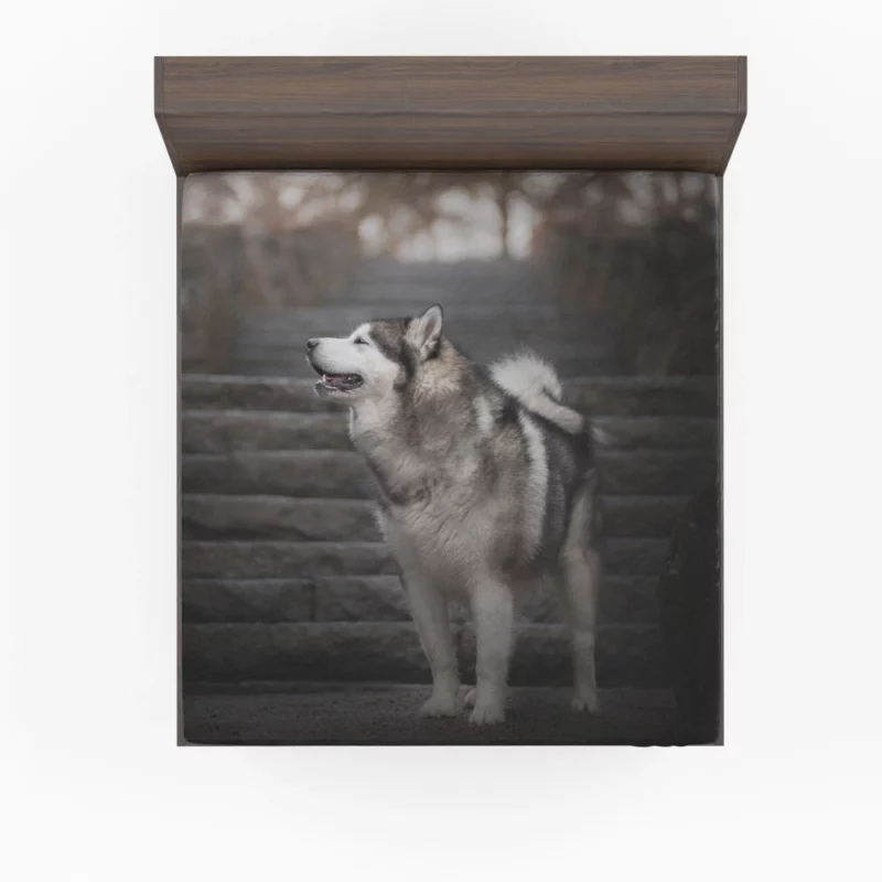 Alaskan Malamute Staircase Sojourn Fitted Sheet 1