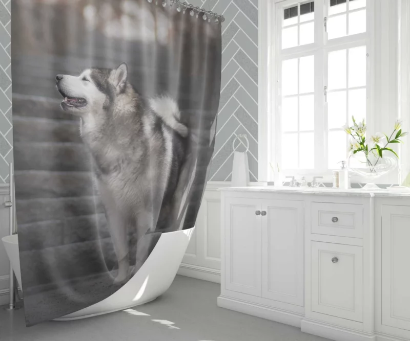 Alaskan Malamute Staircase Sojourn Shower Curtain 1