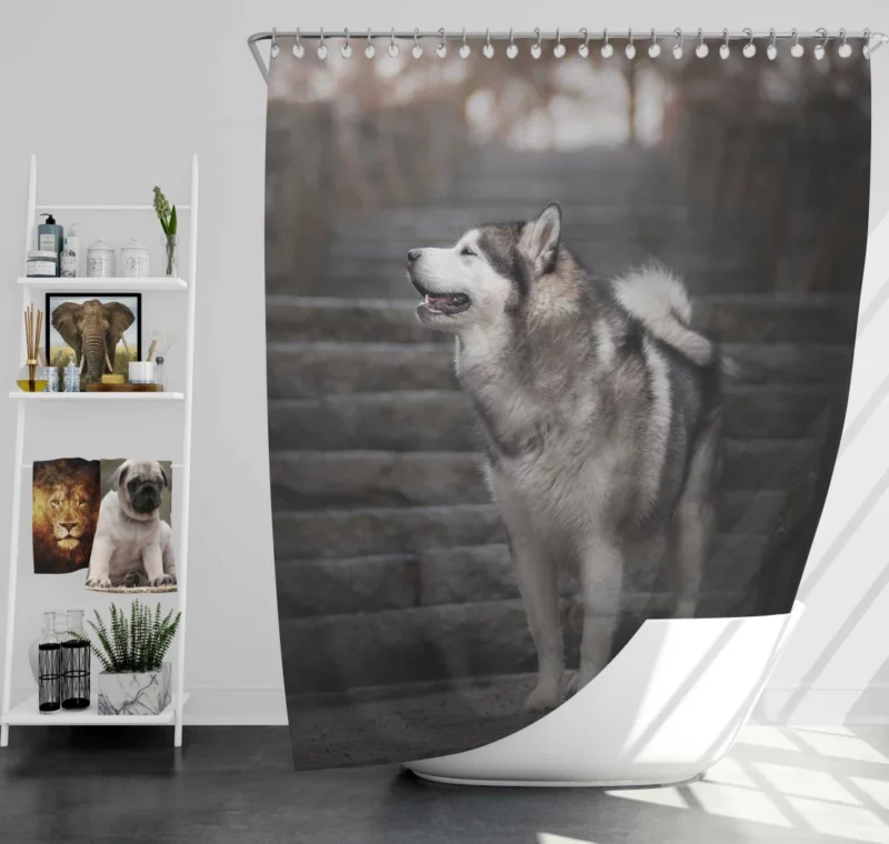 Alaskan Malamute Staircase Sojourn Shower Curtain