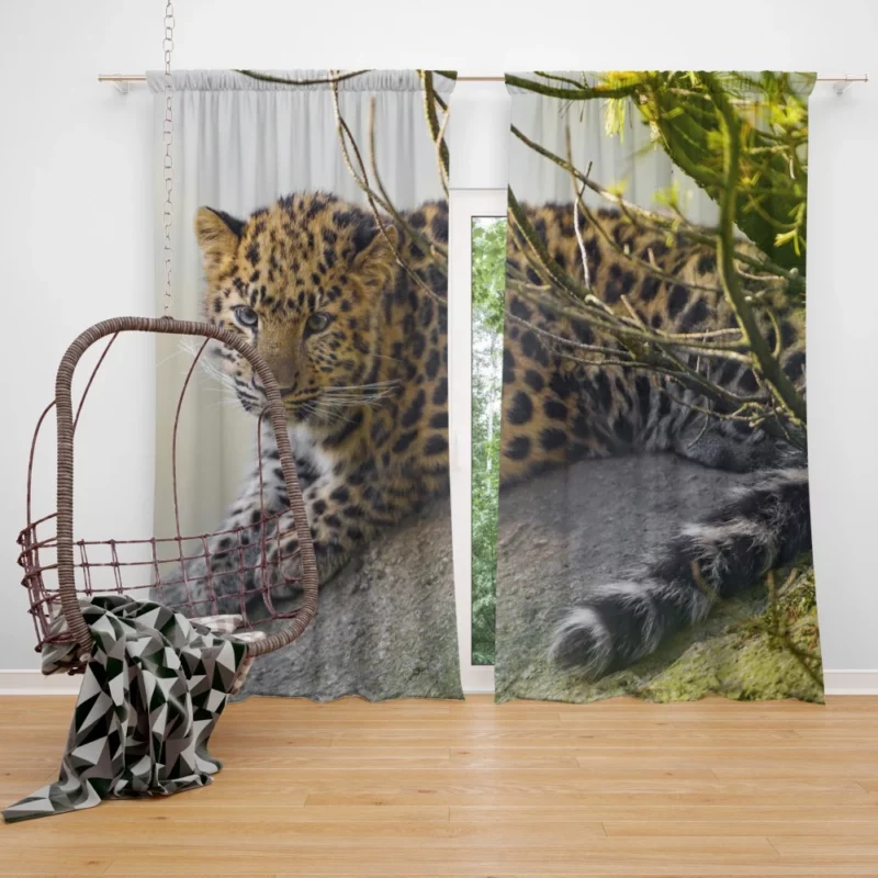 Amur Leopard Regal Stare Elusive Majesty Curtain