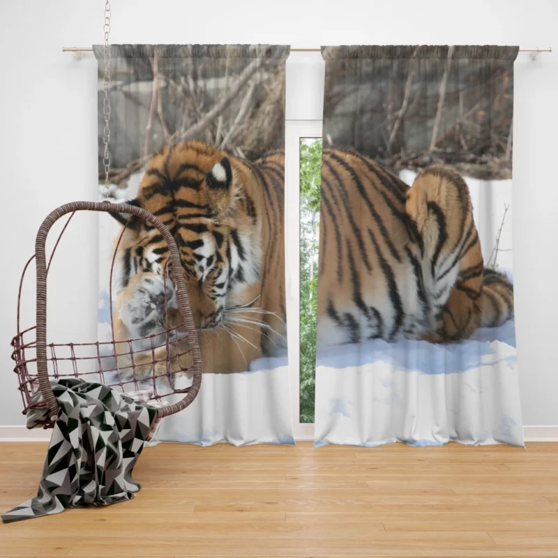 Amur Tiger Snowy Majesty Wilderness Gaze Curtain