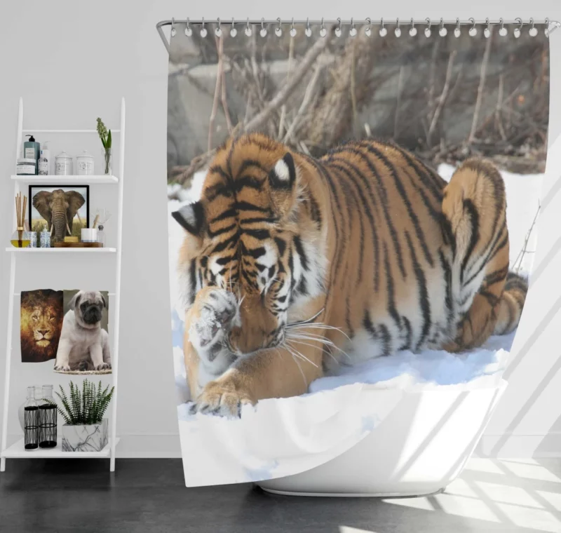 Amur Tiger Snowy Majesty Wilderness Gaze Shower Curtain