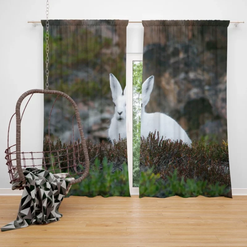 Arctic Hare Amidst Grass Cold Wilderness Curtain