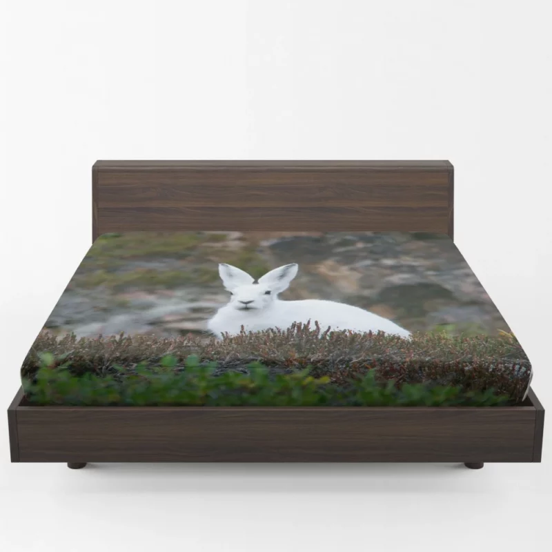 Arctic Hare Amidst Grass Cold Wilderness Fitted Sheet