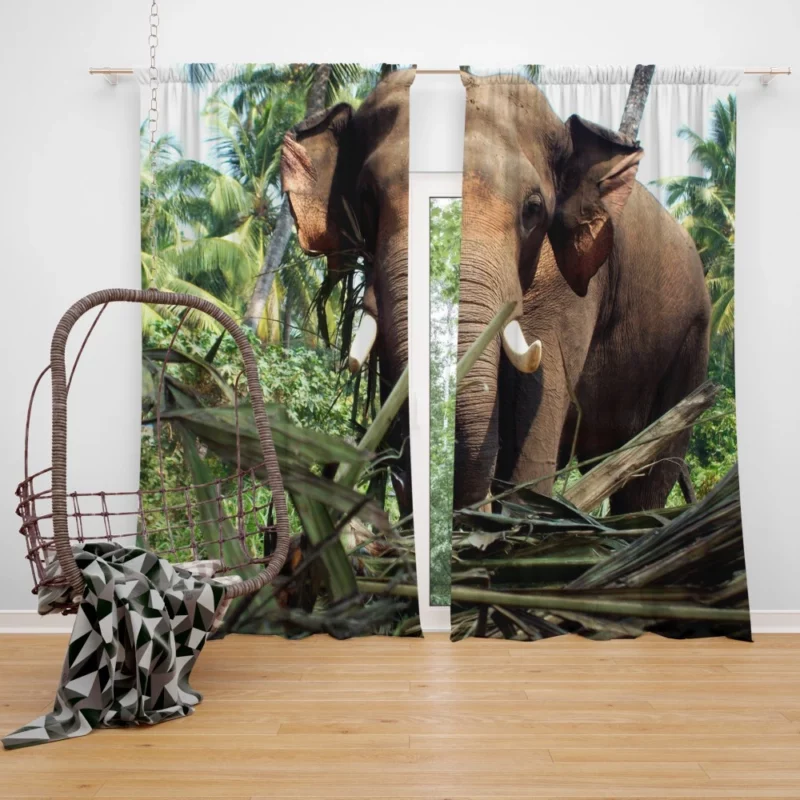 Asian Elephant Majesty Graceful Giants Curtain