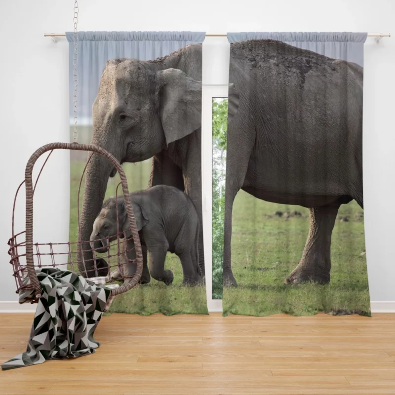 Asian Elephant Playful Baby Charm Curtain