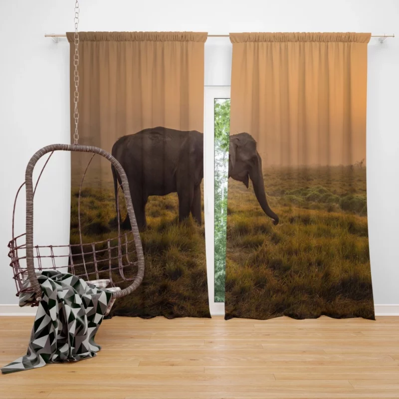 Asian Elephant in Sunlit Fog Curtain