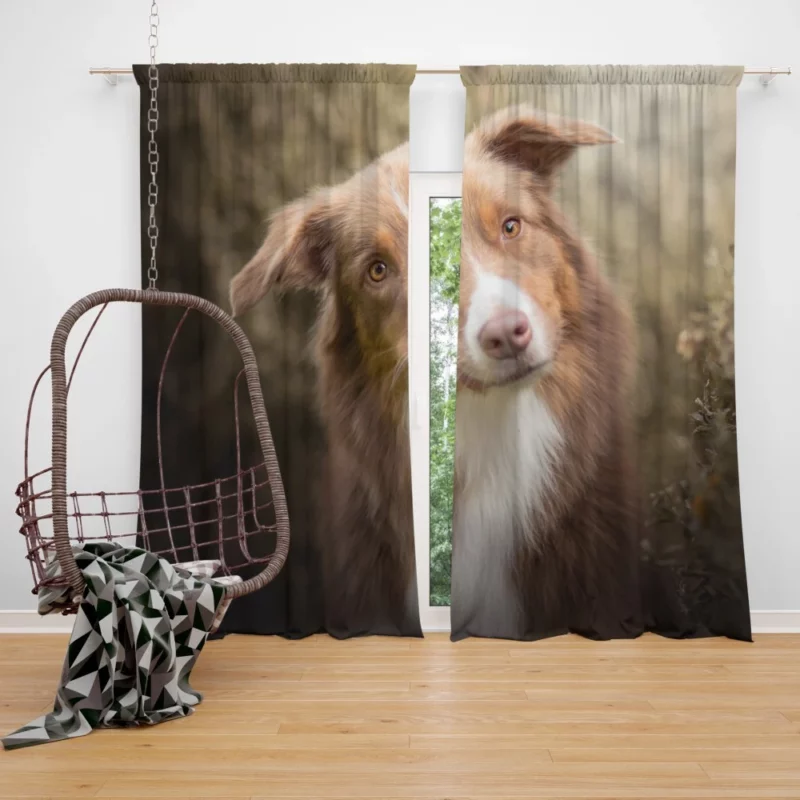 Aussie Shepherd Determination Curtain