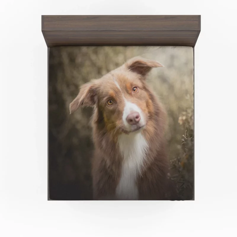 Aussie Shepherd Determination Fitted Sheet 1