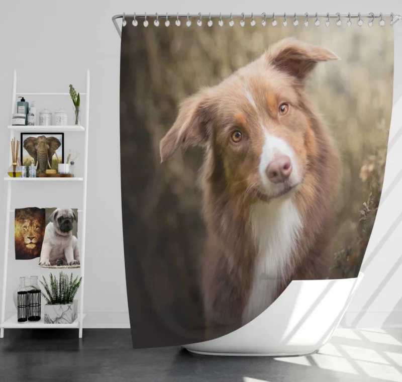 Aussie Shepherd Determination Shower Curtain