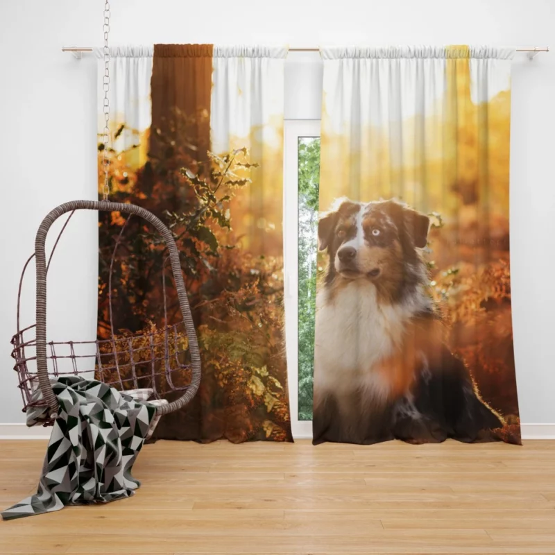 Aussie Shepherd Fall Adventure Energetic Play Curtain