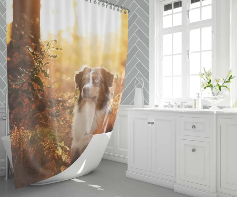 Aussie Shepherd Fall Adventure Energetic Play Shower Curtain 1