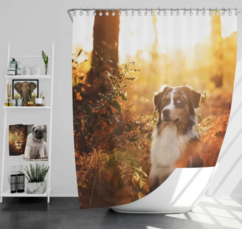 Aussie Shepherd Fall Adventure Energetic Play Shower Curtain