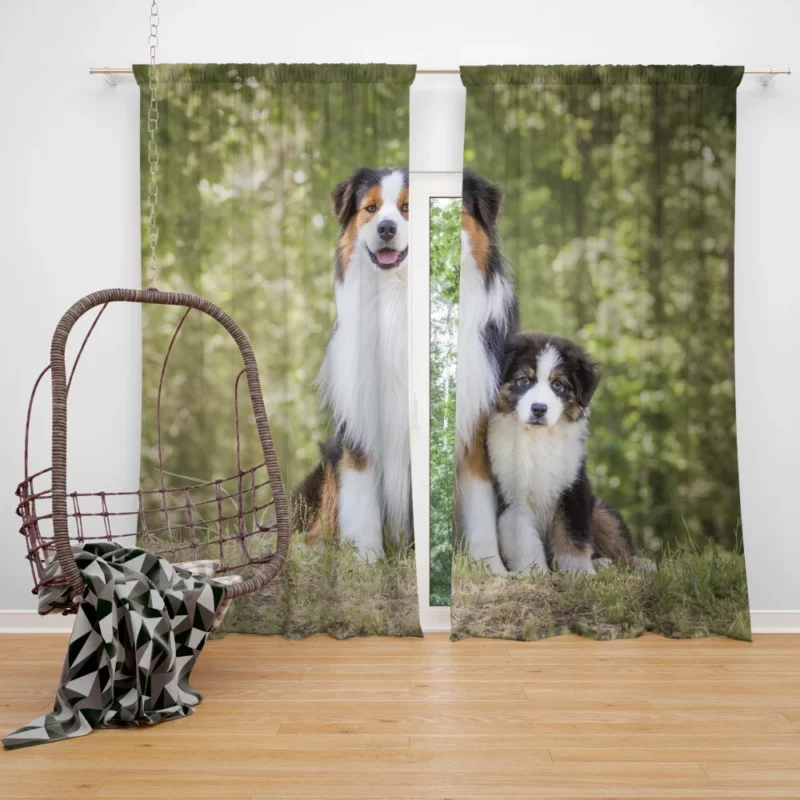 Aussie Shepherd Father and Son Bonding Duo Curtain