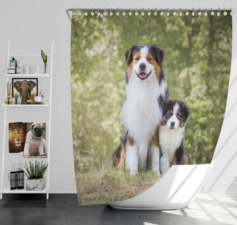 Aussie Shepherd Father and Son Bonding Duo Shower Curtain