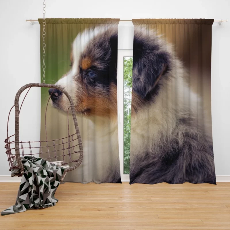 Aussie Shepherd Playful Antics Fuzzball Fun Curtain